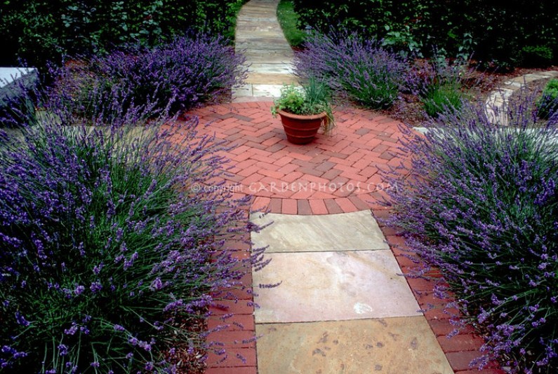 Easy to grow indoors
