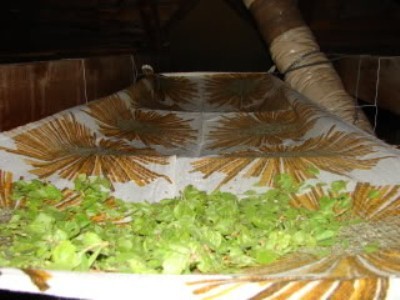 drying herbs